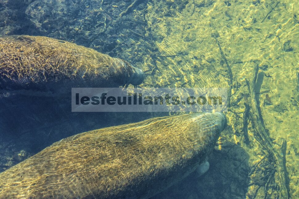 Bertemu dengan manatee di Crystal River Preserve State Park
