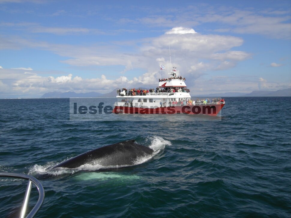 Perahu Terbaik Elding Whale Watching