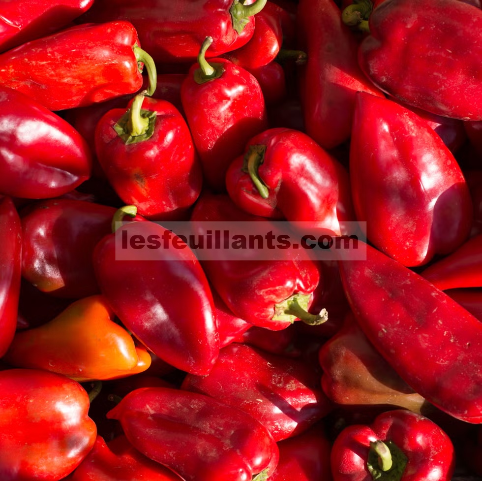 paprika merah