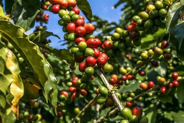 Kopi Arabika